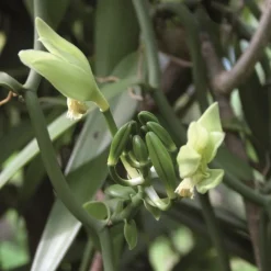 2 gousses de Vanille Bourbon, Terre Exotique